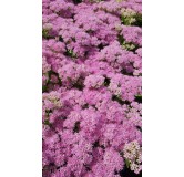 Sedum spectabile 'Brillant' / Grand Orpin rose d'automne