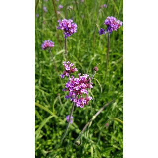 Verbena bonariensis 'Blue Violet' / Verveine de Buenos-Aires 'Blue Violet'