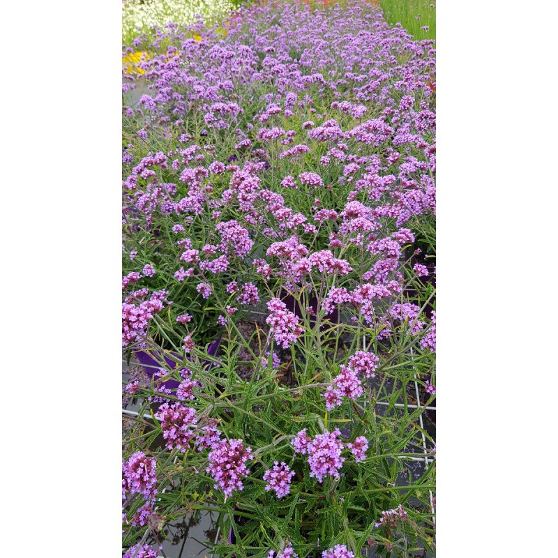 Verbena bonariensis 'Lollipop' / Verveine de Buenos-Aires naine