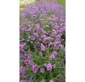 Verbena bonariensis 'Lollipop' / Verveine de Buenos-Aires naine