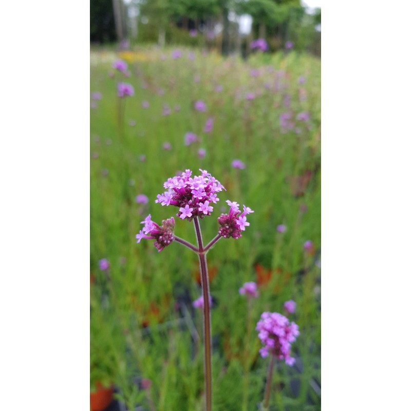 Verbena bonariensis / Verveine de Buenos-Aires