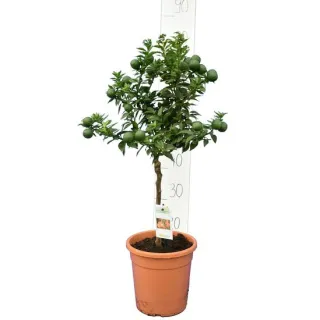 Citrus myrtifolia - tronc 30-40 cm - hauteur totale 70-100 cm - pot 20 cm