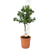 Citrus myrtifolia - tronc 30-40 cm - hauteur totale 70-100 cm - pot 20 cm