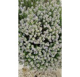 Thymus vulgaris 'Compactus' / Thym de Provence compact