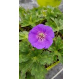 Geranium x ROZANNEÂ® 'Gerwat' / GÃ©ranium bleue Ã  coeur blanc 'Rozanne'