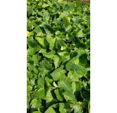 Hedera colchica par 100 / Lierre de Colchide