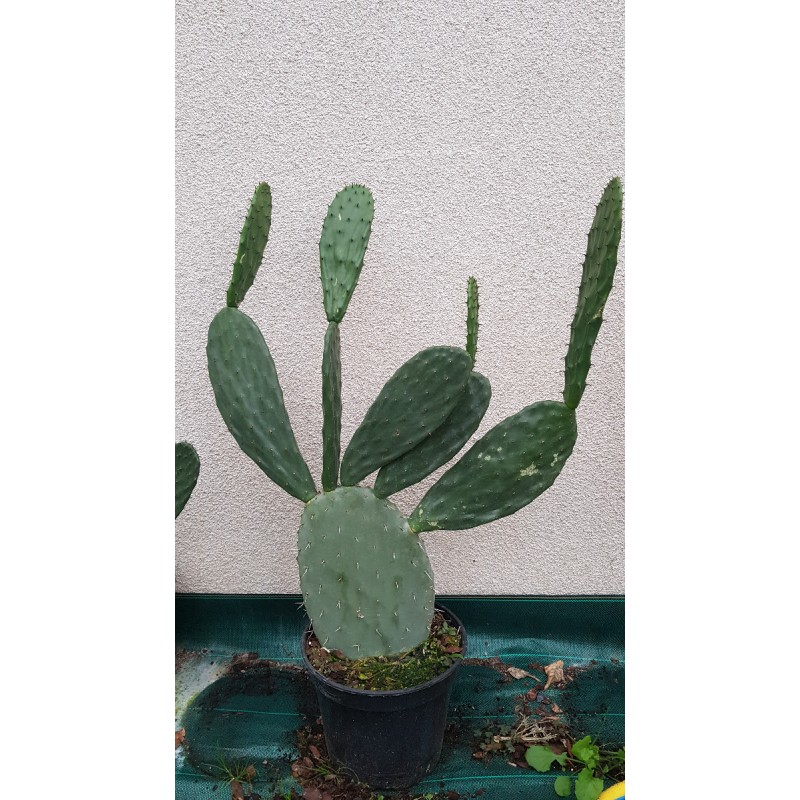 Opuntia lasiacantha 'Blanca Cristalina' / Nopal de Cerro