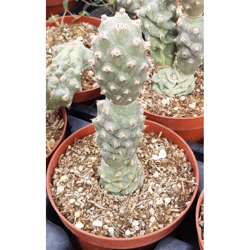 Tephrocactus articulatus var. inermis