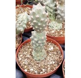 Tephrocactus articulatus var. inermis