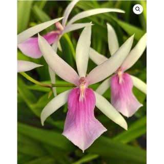 Miltassia estrelita 'Sweet Senorita' / Conteneur de 1 à 1.9 litres / Orchidée