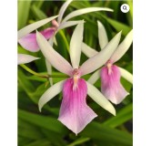 Miltassia estrelita 'Sweet Senorita' / Conteneur de 1 à 1.9 litres / Orchidée