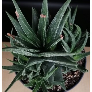 Haworthia herbacea