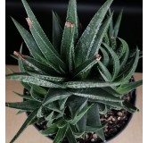 Haworthia herbacea