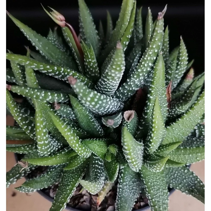 Haworthia 'Enon'