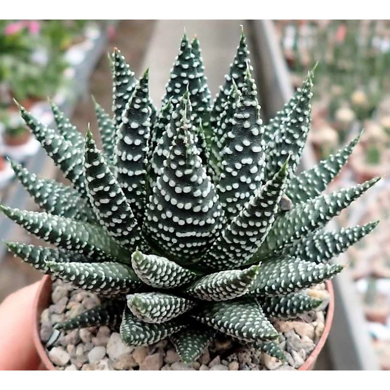 Haworthia 'Royal Albert'