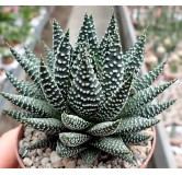 Haworthia 'Royal Albert'