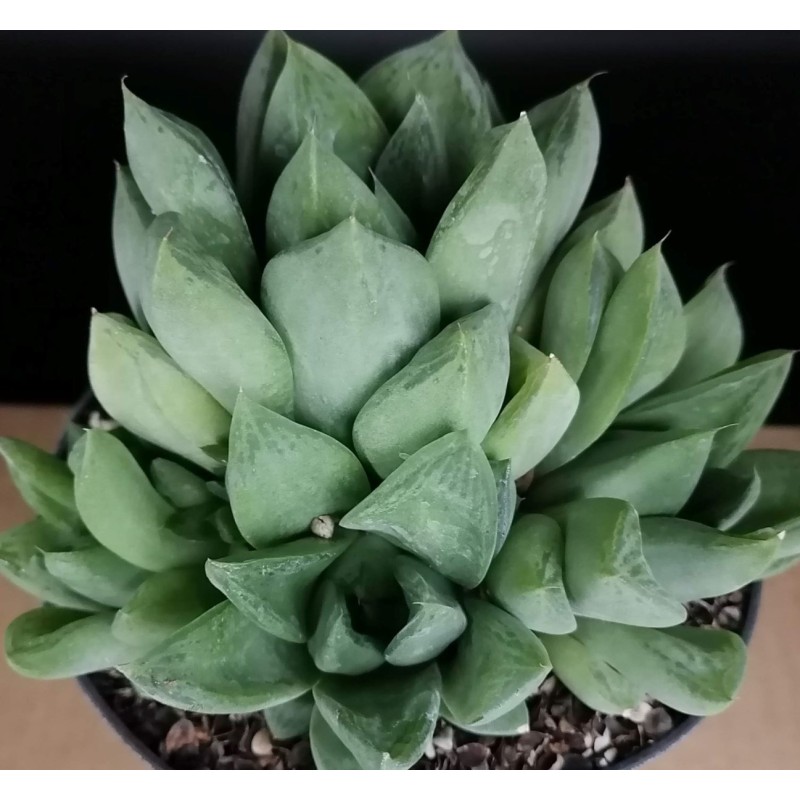 Haworthia cymbiformis