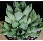 Haworthia cymbiformis