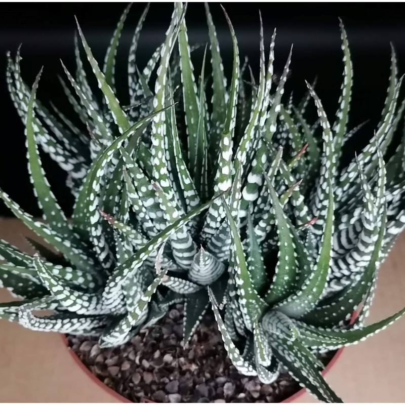 Haworthia fasciata 'Big Band'