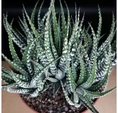 Haworthia fasciata 'Big Band'