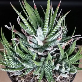 Haworthiopsis attenuata f. Clariperla