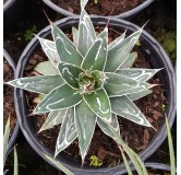 Agave victoriae-reginae 'Huasteca Canyon' / Agave de la reine Victoria / Conteneur de 2 à 2.9 litres