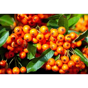 Pyracantha Orange Glow - hauteur totale 60-80 cm - pot 2 ltr