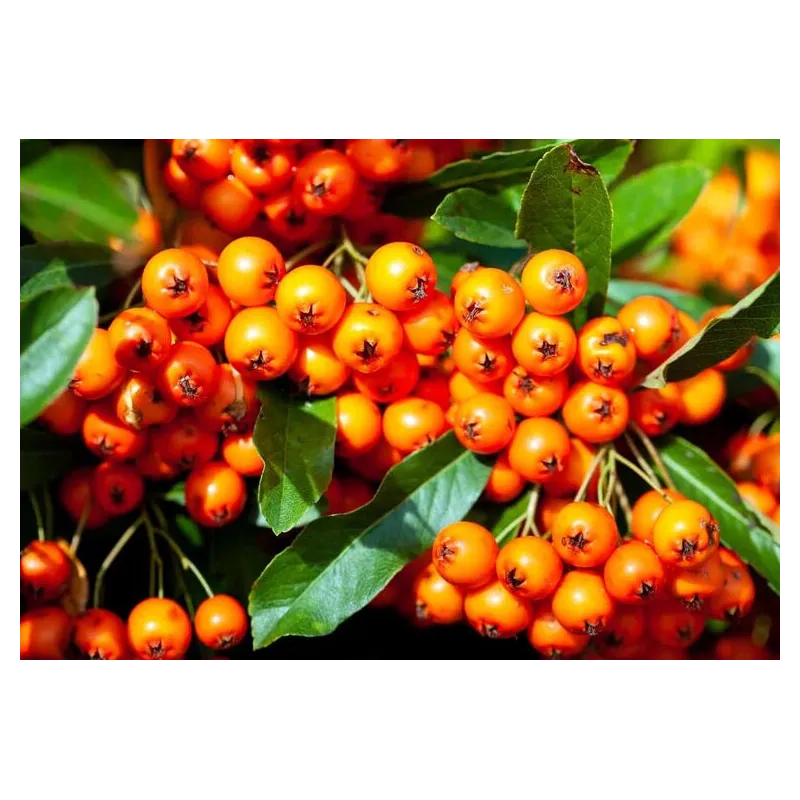 Pyracantha Orange Glow - hauteur totale 60-80 cm - pot 2 ltr