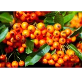 Pyracantha Orange Glow - hauteur totale 60-80 cm - pot 2 ltr