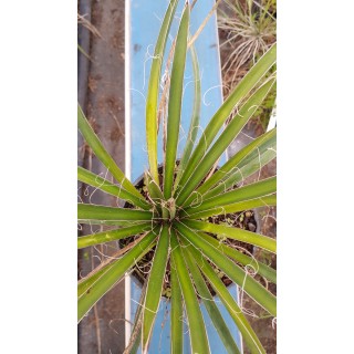 Yucca filifera / Yucca filifÃ¨re