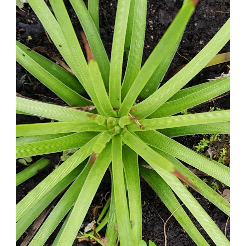 Agave stricta 'Rubra'