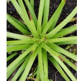 Agave stricta 'Rubra'