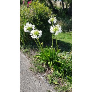 Agapanthus africanus 'Alba' / Lis du Nil blanche