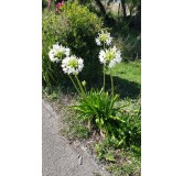 Agapanthus africanus 'Alba' / Lis du Nil blanche