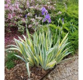 Iris pallida 'Aurea Variegata' / Iris pÃ¢le panachÃ© de jaune