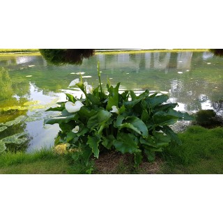 Zantedeschia aethiopica / Arum blanc d'Ethiopie