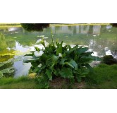 Zantedeschia aethiopica / Arum blanc d'Ethiopie