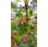 Ribes nigrum x divaricatum 'Anita' / Casseillier Anita