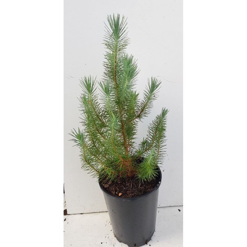 Pinus pinea 'Silver Crest'Â® / Pin parasol nain 'Silver Crest'Â®