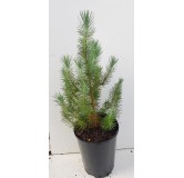 Pinus pinea 'Silver Crest'Â® / Pin parasol nain 'Silver Crest'Â®