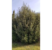 Quercus Ilex (semis) / ChÃªne vert