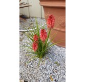 Kniphofia 'Poco Red'Â® / Tritoma compact rouge