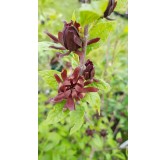 Calycanthus floridus / Arbre aux anÃ©mones