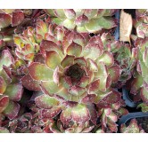 Sempervivum CHICK CHARMSÂ® 'Butterscotch baby' / Joubarbe