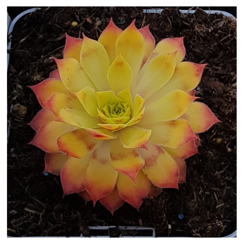 Sempervivum chick charms Â® 'Gold nugget' / Joubarbe Ã  rosette jaune orangÃ©