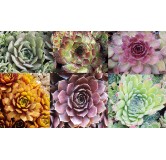 Kit collection Sempervivum Chick CharmsÂ® (Par 6)