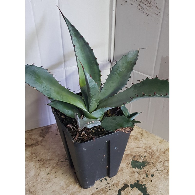 Agave palmeri / Agave de Palmer