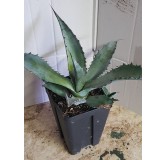 Agave palmeri / Agave de Palmer