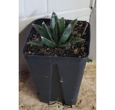 Agave victoriae-reginae subsp. Victoriae-reginae / Agave de la reine Victoria