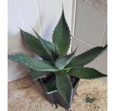 Agave applanata